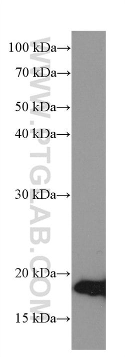 NEUROG1 Mouse anti-Human, Clone: 1E1H6, Proteintech:Anticorps:Anticorps