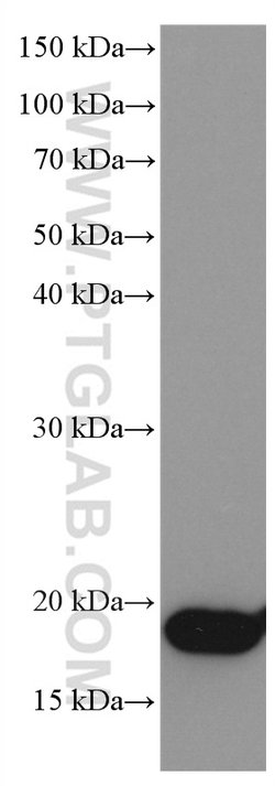 NEUROG1 Mouse anti-Human, Clone: 1E1H6, Proteintech:Anticorps:Anticorps