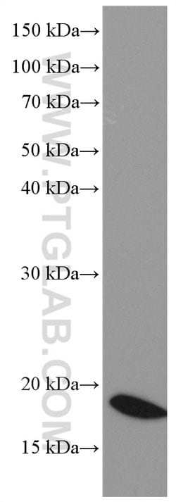 NEUROG1 Mouse anti-Human, Clone: 1E1H6, Proteintech:Anticorps:Anticorps