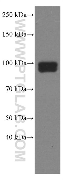 TLR2 Mouse anti-Human, Clone: 1C1D3, Proteintech 150 &mu;L; Unconjugated:Antibodies,