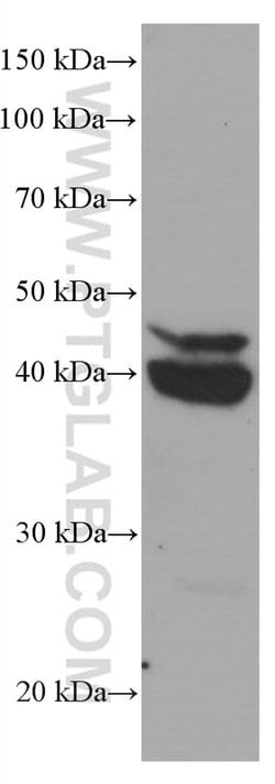 CEBPB Mouse anti-Human, Rat, Clone: 2B6E10, Proteintech:Antibodies:Primary