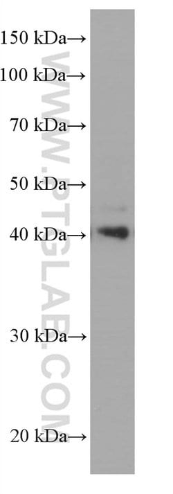 CEBPB Mouse anti-Human, Rat, Clone: 2B6E10, Proteintech:Antibodies:Primary