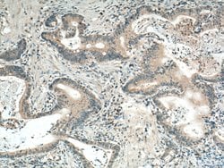 GRASP65/GORASP1 Mouse anti-Human, Mouse, Rat, Clone: 1B2C10, Proteintech:Antibodies:Primary
