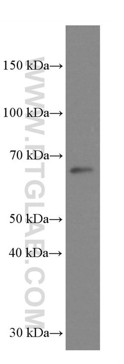 GRASP65/GORASP1 Mouse anti-Human, Mouse, Rat, Clone: 1B2C10, Proteintech:Antibodies:Primary