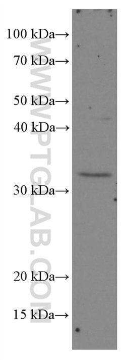XRCC2 Mouse anti-Human, Clone: 3D9A1, Proteintech:Antibodies:Primary Antibodies