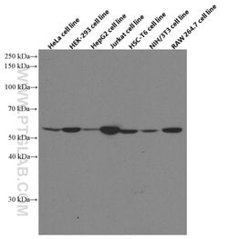 STK4 Mouse anti-Human, Mouse, Rat, Clone: 2G11C1, Proteintech:Antibodies:Primary