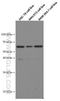 Beclin 1 Mouse anti-Human, Mouse, Rat, Clone: 1C10C4, Proteintech 150 &mu;L | Buy Online | Proteintech Group Inc | Fisher Scientific