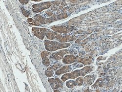 Beclin 1 Mouse anti-Human, Mouse, Rat, Clone: 1C10C4, Proteintech 150 &mu;L | Buy Online | Proteintech Group Inc | Fisher Scientific
