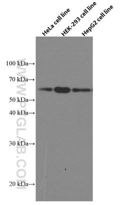 Beclin 1 Mouse anti-Human, Mouse, Rat, Clone: 1C10C4, Proteintech 150 &mu;L | Buy Online | Proteintech Group Inc | Fisher Scientific