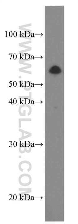 Beclin 1 Mouse anti-Human, Mouse, Rat, Clone: 1C10C4, Proteintech 150 &mu;L | Buy Online | Proteintech Group Inc | Fisher Scientific