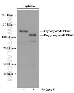 EPHA7 Mouse anti-Human, Mouse, Porcine, Rat, Clone: 1A7E5, Proteintech