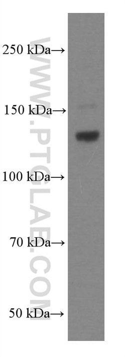 EPHA7 Mouse anti-Human, Mouse, Porcine, Rat, Clone: 1A7E5, Proteintech