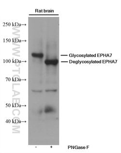 EPHA7 Mouse anti-Human, Mouse, Porcine, Rat, Clone: 1A7E5, Proteintech