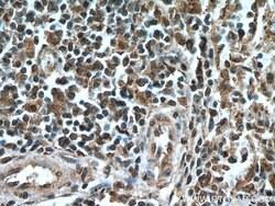 IRF3 Mouse anti-Human, Clone: 1E6G8, Proteintech 150 &mu;L; Unconjugated:Antibodies,