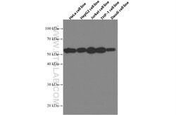 IRF3 Mouse anti-Human, Clone: 1E6G8, Proteintech 150 &mu;L; Unconjugated:Antibodies,