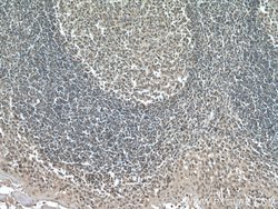IRF3 Mouse anti-Human, Clone: 1E6G8, Proteintech 150 &mu;L; Unconjugated:Antibodies,