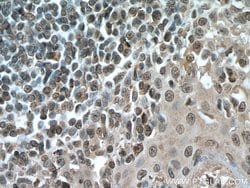 IRF3 Mouse anti-Human, Clone: 1E6G8, Proteintech 150 &mu;L; Unconjugated:Antibodies,