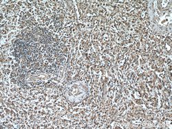IRF3 Mouse anti-Human, Clone: 1E6G8, Proteintech 150 &mu;L; Unconjugated:Antibodies,