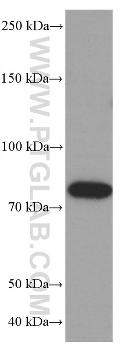 PLZF Mouse anti-Human, Clone: 2E6F12, Proteintech:Antibodies:Primary Antibodies