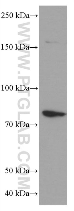 PLZF Mouse anti-Human, Clone: 2E6F12, Proteintech:Antibodies:Primary Antibodies