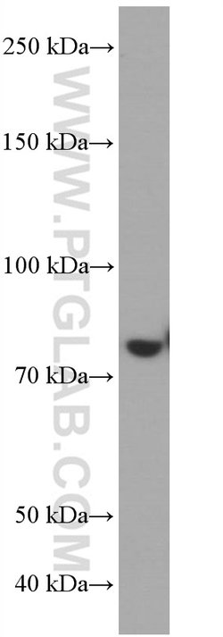 PLZF Mouse anti-Human, Clone: 2E6F12, Proteintech:Antibodies:Primary Antibodies