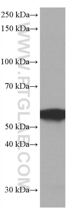 FKBP8 Mouse anti-Human, Mouse, Clone: 1C1G12, Proteintech 150 &mu;L; Unconjugated:Antibodies,