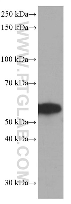 FKBP8 Mouse anti-Human, Mouse, Clone: 1C1G12, Proteintech 150 &mu;L; Unconjugated:Antibodies,