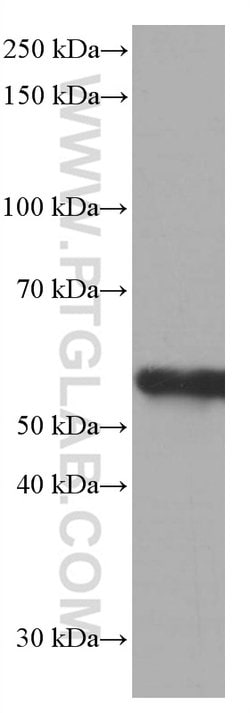 FKBP8 Mouse anti-Human, Mouse, Clone: 1C1G12, Proteintech 150 &mu;L; Unconjugated:Antibodies,