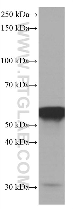 FKBP8 Mouse anti-Human, Mouse, Clone: 1C1G12, Proteintech 150 &mu;L; Unconjugated:Antibodies,