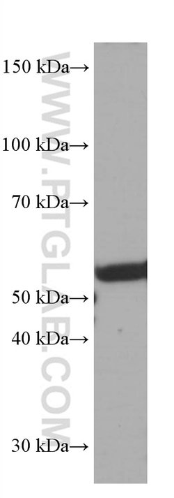 FKBP8 Mouse anti-Human, Mouse, Clone: 1C1G12, Proteintech 150 &mu;L; Unconjugated:Antibodies,