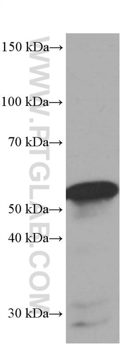 FKBP8 Mouse anti-Human, Mouse, Clone: 1C1G12, Proteintech 150 &mu;L; Unconjugated:Antibodies,