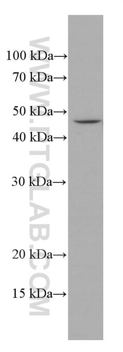 ASGR1 Mouse anti-Human, Mouse, Porcine, Clone: 1G5F5, Proteintech:Antibodies:Primary
