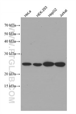 ATP5O Mouse anti-Human, Clone: 1D3B8, Proteintech
