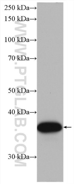 OCIAD1 Mouse anti-Human, Mouse, Rat, Clone: 1C10C3, Proteintech