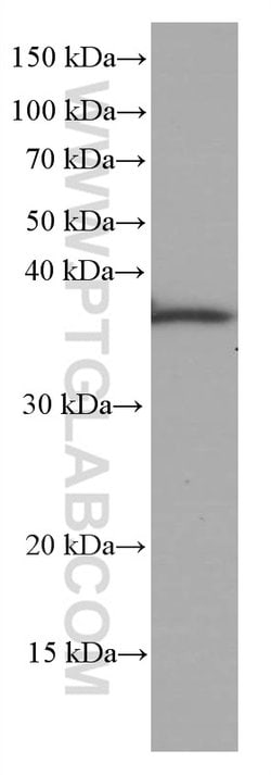 OCIAD1 Mouse anti-Human, Mouse, Rat, Clone: 1C10C3, Proteintech:Anticorps:Anticorps