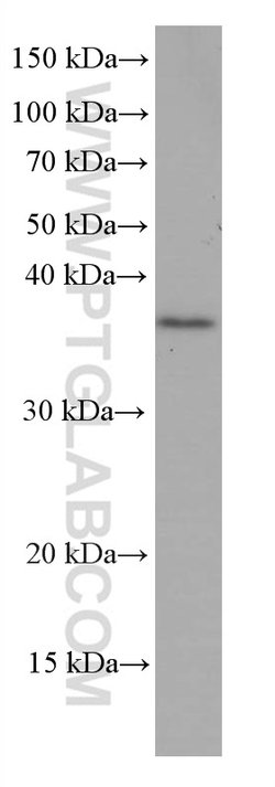 OCIAD1 Mouse anti-Human, Mouse, Rat, Clone: 1C10C3, Proteintech:Anticorps:Anticorps