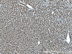 MTAP Mouse anti-Human, Mouse, Rat, Clone: 2B1G6, Proteintech:Antibodies:Primary