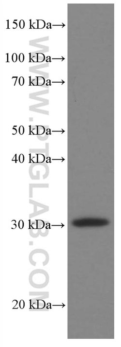MTAP Mouse anti-Human, Mouse, Rat, Clone: 2B1G6, Proteintech:Antibodies:Primary