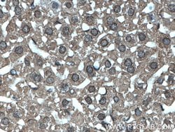 MTAP Mouse anti-Human, Mouse, Rat, Clone: 2B1G6, Proteintech:Antibodies:Primary