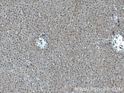 MTAP Mouse anti-Human, Mouse, Rat, Clone: 2B1G6, Proteintech:Antibodies:Primary