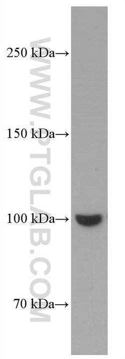 MAG Mouse anti-Human, Mouse, Rat, Clone: 3H9G3, Proteintech:Antibodies:Primary