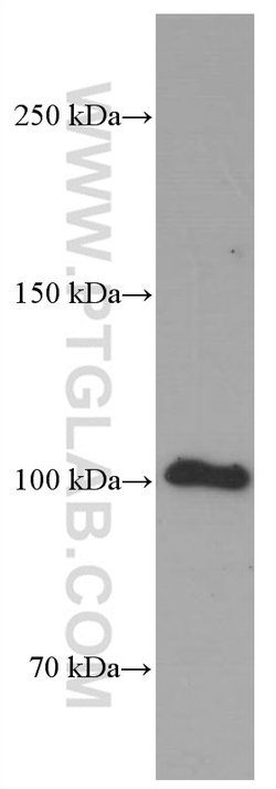 MAG Mouse anti-Human, Mouse, Rat, Clone: 3H9G3, Proteintech