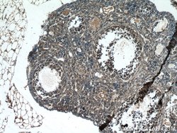 STRAP Mouse anti-Human, Clone: 5E11F3, Proteintech:Antibodies:Primary Antibodies