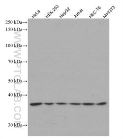 STRAP Mouse anti-Human, Clone: 5E11F3, Proteintech:Antibodies:Primary Antibodies