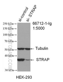 STRAP Mouse anti-Human, Clone: 5E11F3, Proteintech:Antibodies:Primary Antibodies