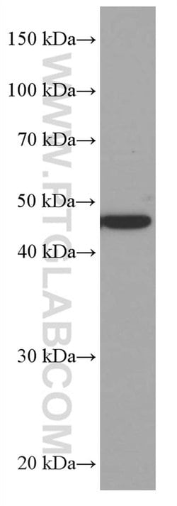 MRPS27 Mouse anti-Human, Clone: 1B1B3, Proteintech 150 &mu;L; Unconjugated:Antibodies,