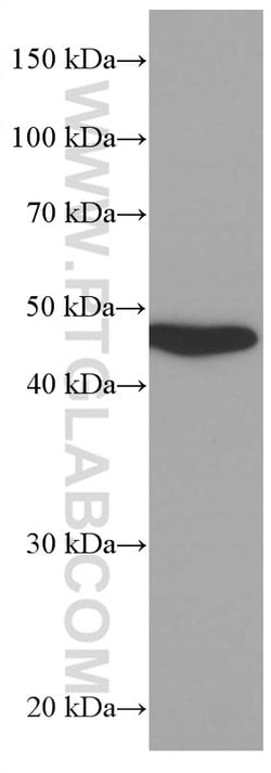 MRPS27 Mouse anti-Human, Clone: 1B1B3, Proteintech 150 &mu;L; Unconjugated:Antibodies,