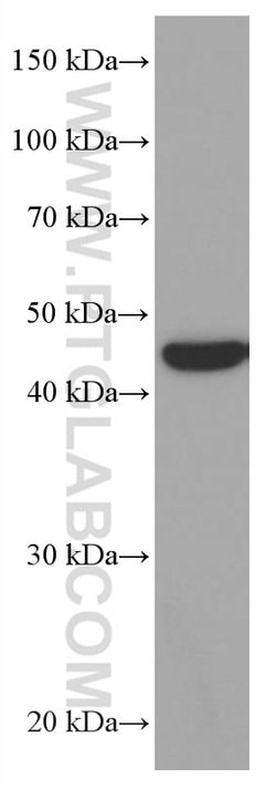MRPS27 Mouse anti-Human, Clone: 1B1B3, Proteintech 150 &mu;L; Unconjugated:Antibodies,