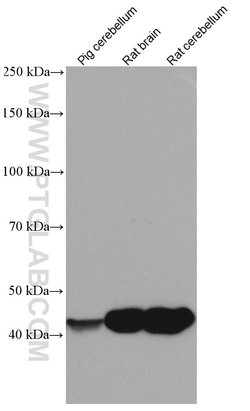 CNPase Mouse anti-Human, Porcine, Rat, Clone: 1B9G9, Proteintech 20 &mu;L;
