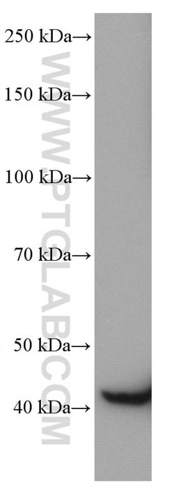 CNPase Mouse anti-Human, Porcine, Rat, Clone: 1B9G9, Proteintech 20 &mu;L;